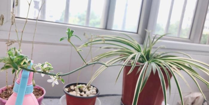 吊蘭病蟲害防治